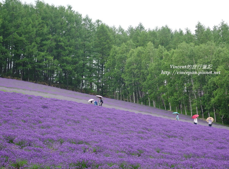 傳統薰衣草花田2