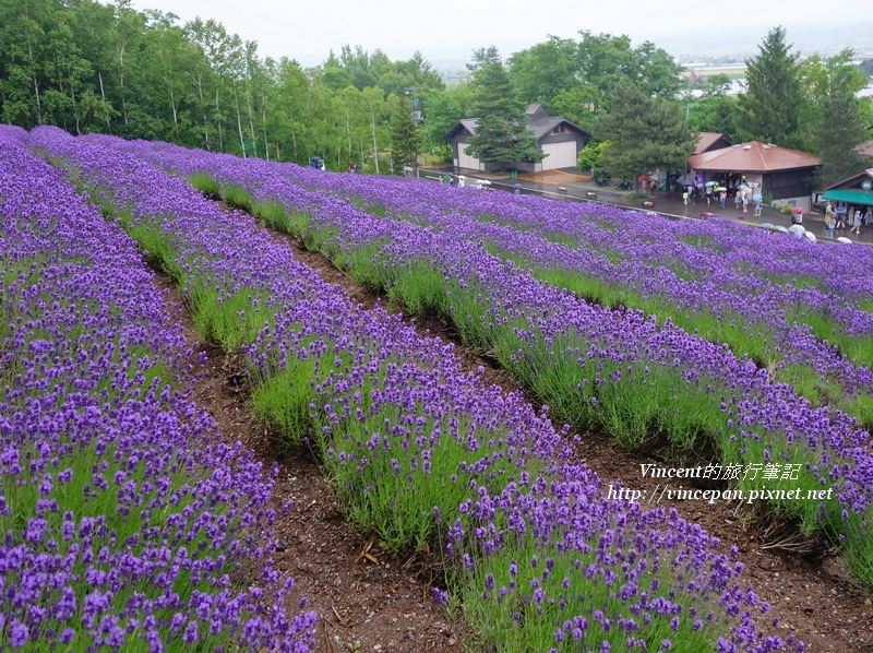 傳統薰衣草花田 濃紫早開
