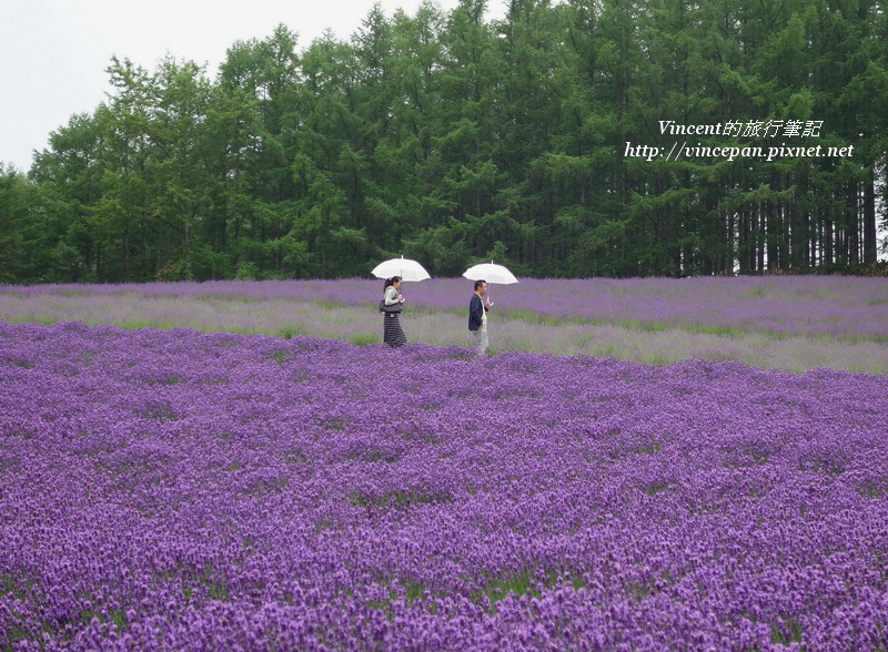 傳統薰衣草花田 遊客