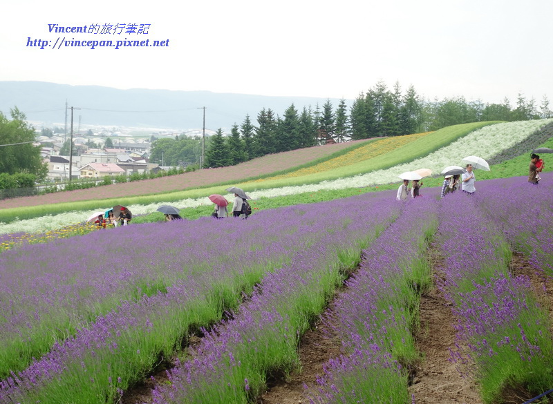 彩色花田與薰衣草 彩色花田與薰衣草