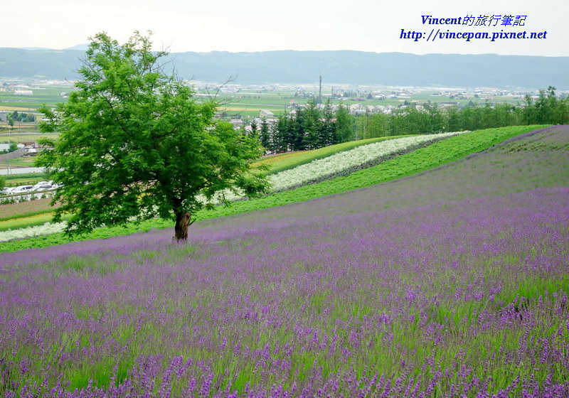 彩色花田 樹2 彩色花田 樹2