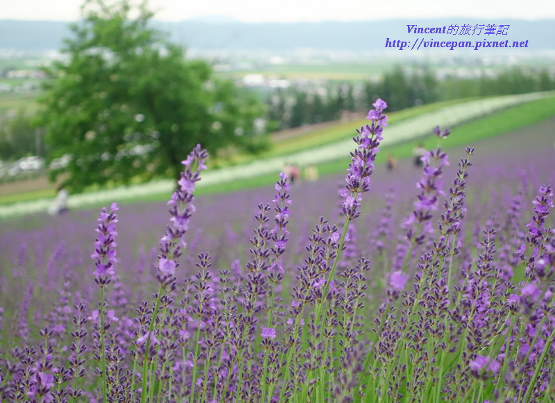 彩色花田 薰衣草 樹