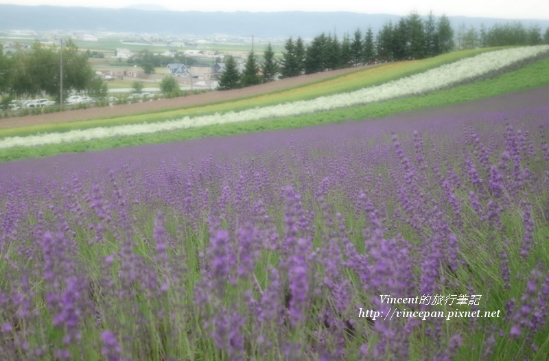彩色花田 薰衣草 朦朧
