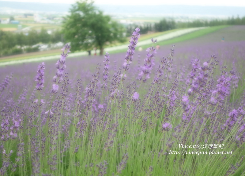 彩色花田 薰衣草 樹 朦朧