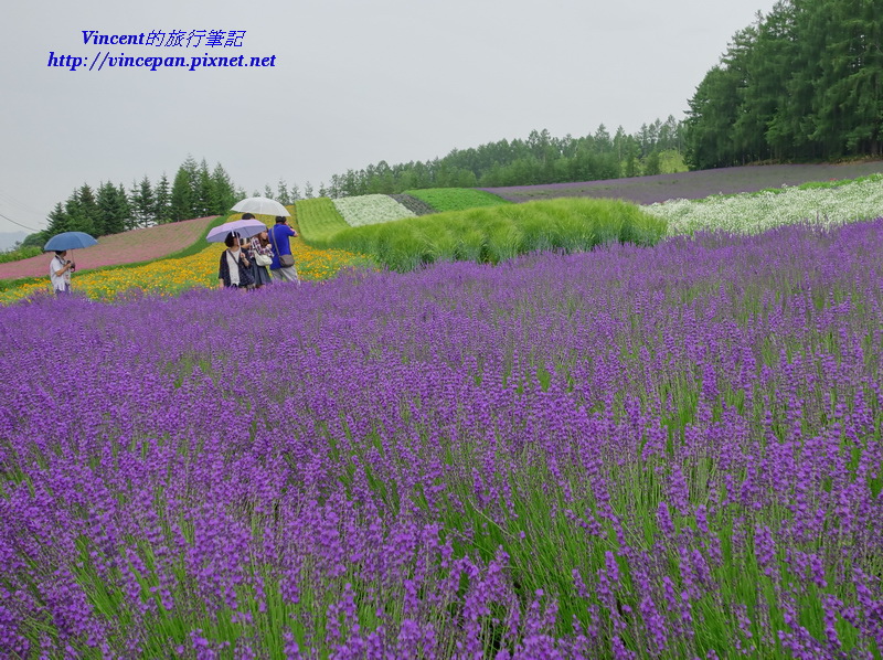 彩色花田 薰衣草3