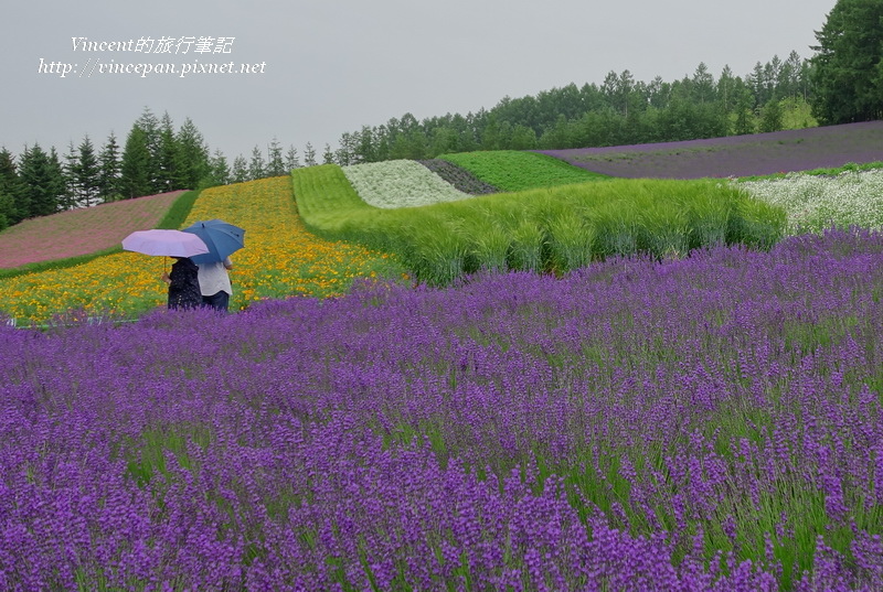 彩色花田 薰衣草4