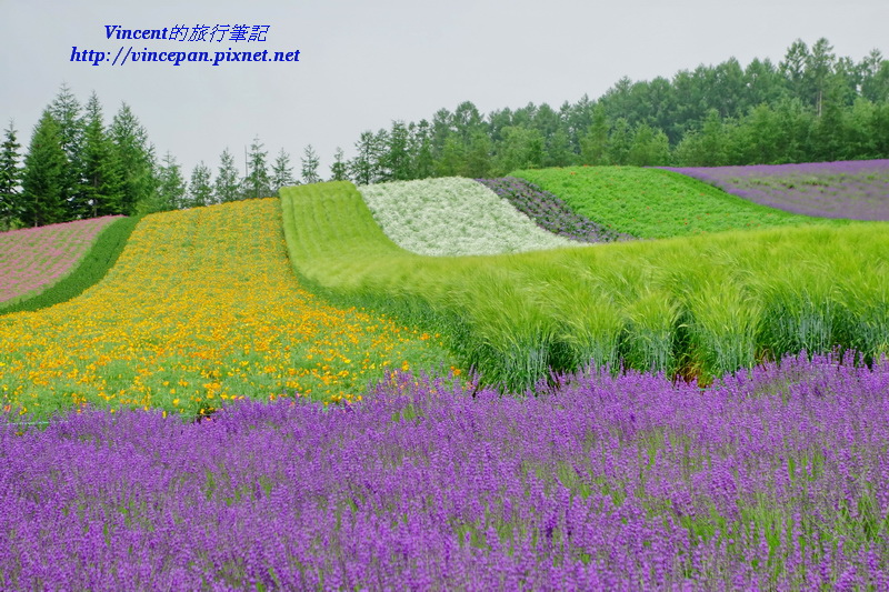 彩色花田 薰衣草5