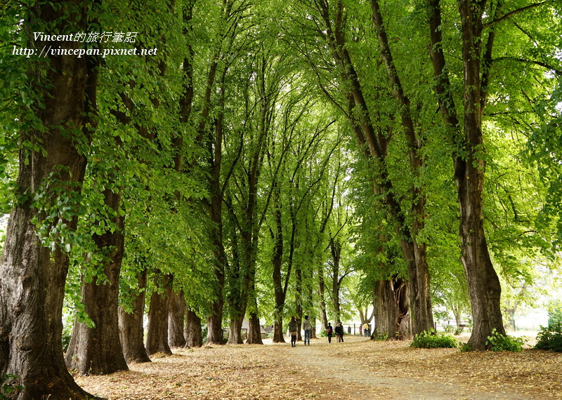 Wanaka綠色隧道