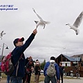 Wanaka餵食海鷗