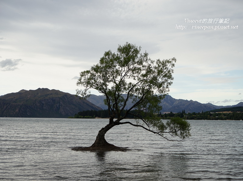 Lone Tree of Lake Wanaka