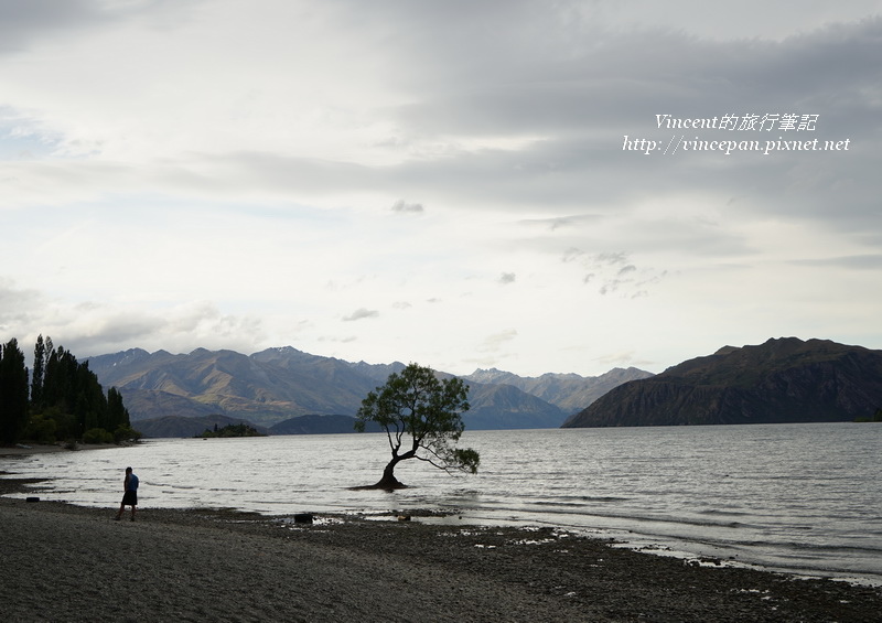 Lone Tree of Lake Wanaka 3