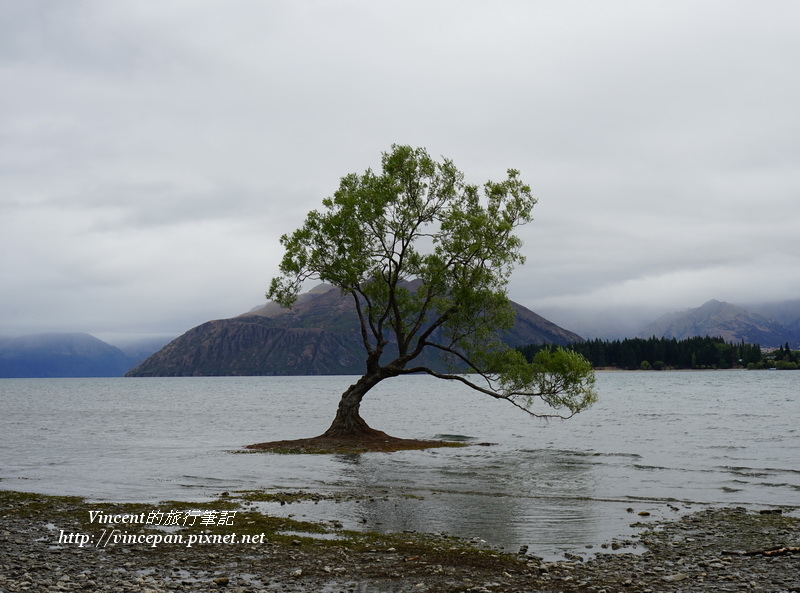 Lone Tree of Lake Wanaka 4