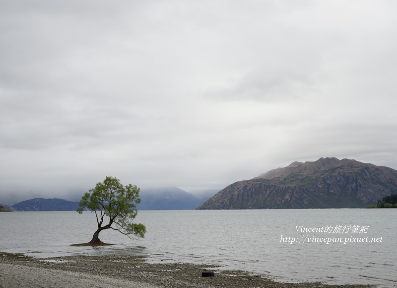 Lone Tree of Lake Wanaka morning