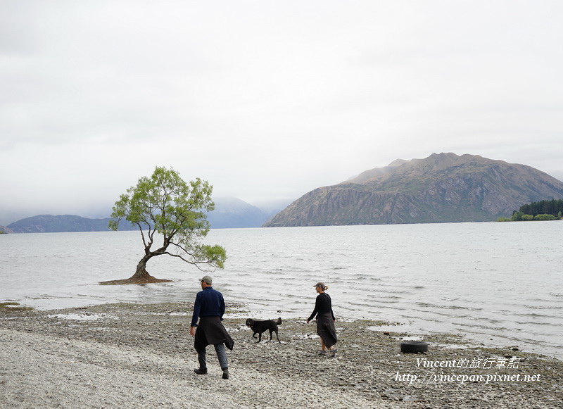 Lone Tree of Lake Wanaka 人與dog