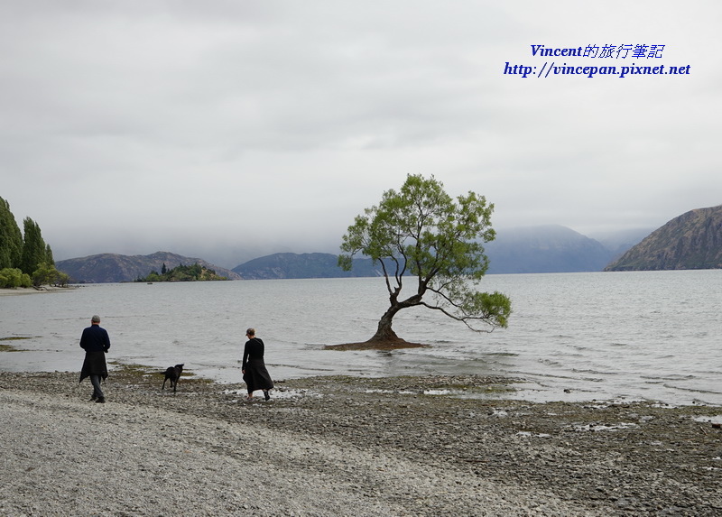 Lone Tree of Lake Wanaka dog