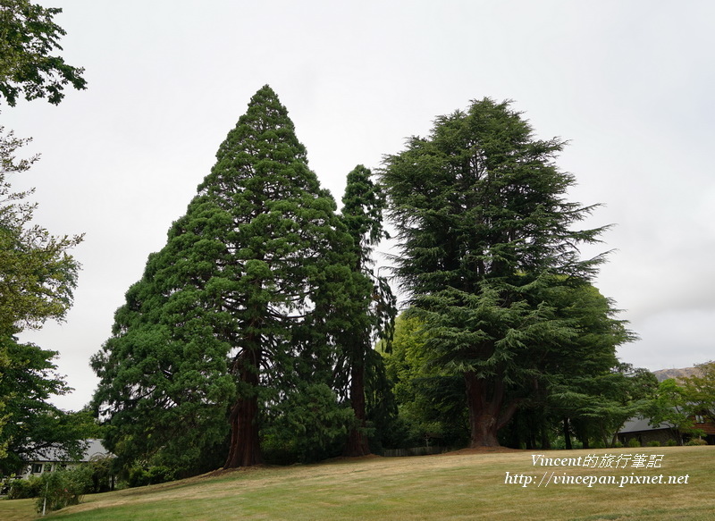 公園大樹