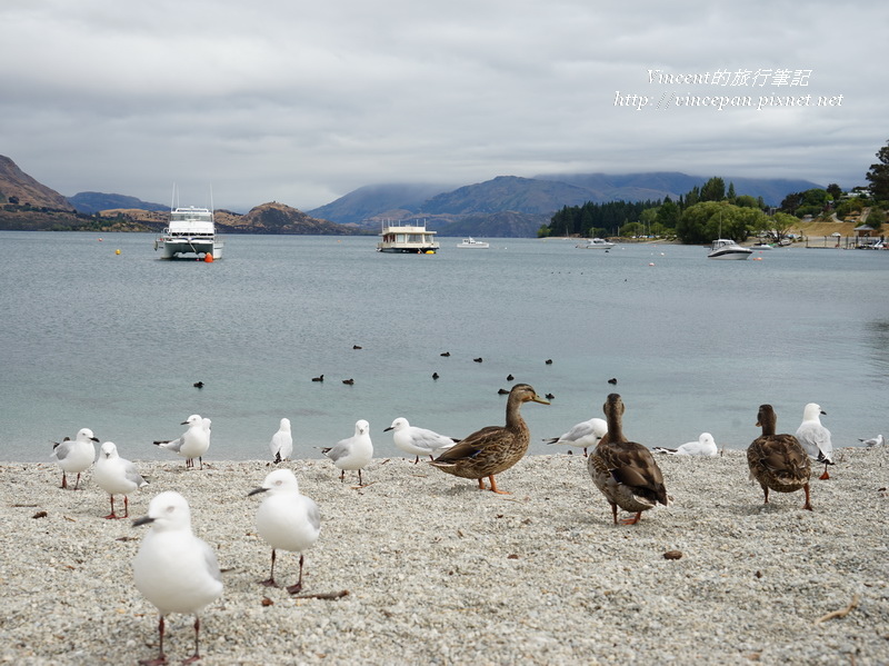 Lake Wanaka海鷗野鴨