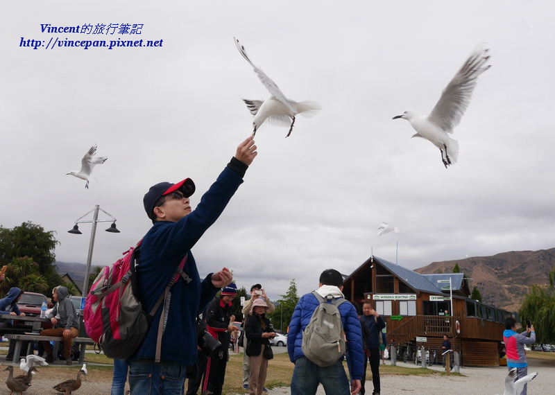 Wanaka餵食海鷗