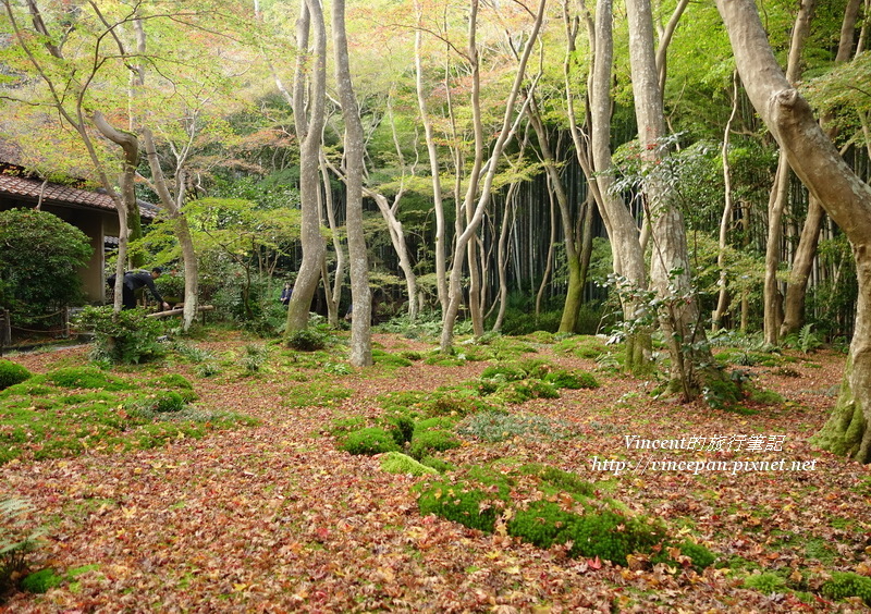 祇王寺 森林