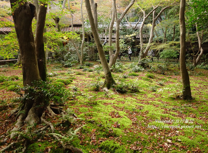 祇王寺 苔庭 樹1