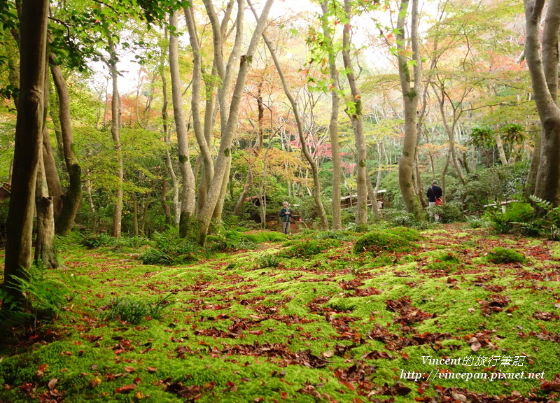 祇王寺 苔庭1