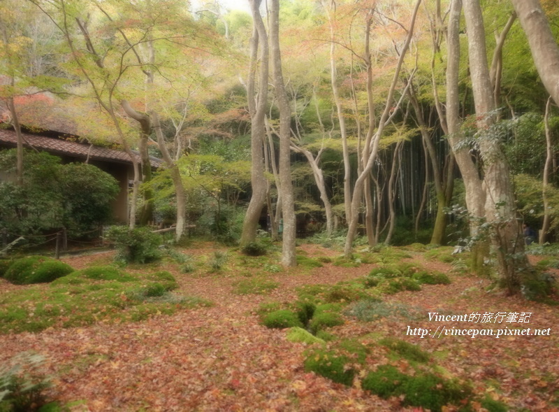 祇王寺 森林 朦朧