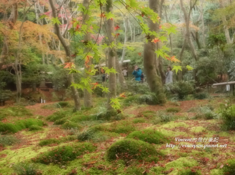 祇王寺 苔庭 朦朧