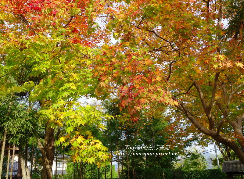 源光庵 黃紅葉