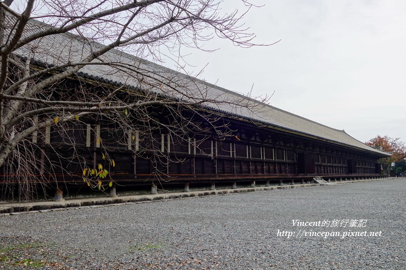 三十三間堂 櫻花樹