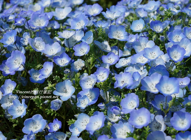 常陸海濱公園粉蝶花