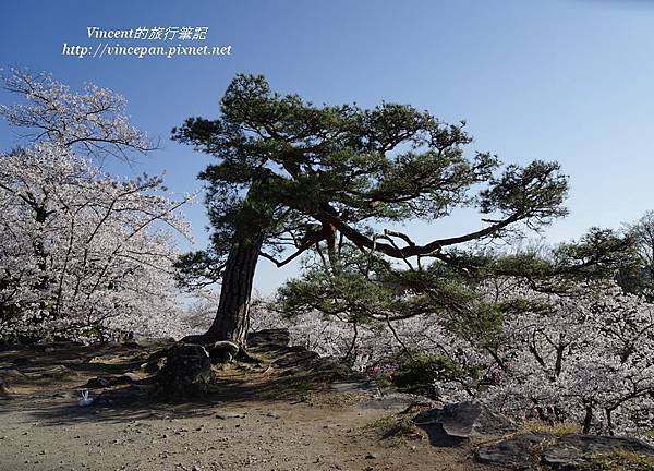 天守台 松