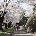 馬場櫻花隧道 拉車