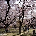 櫻花林 野餐