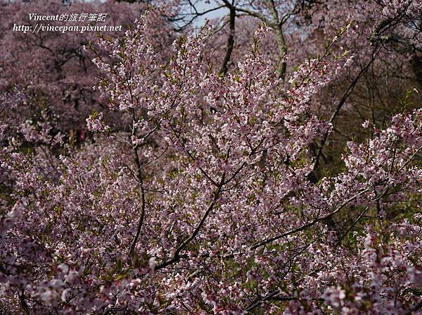 櫻雲橋上櫻花