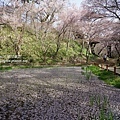 櫻雲橋下池塘