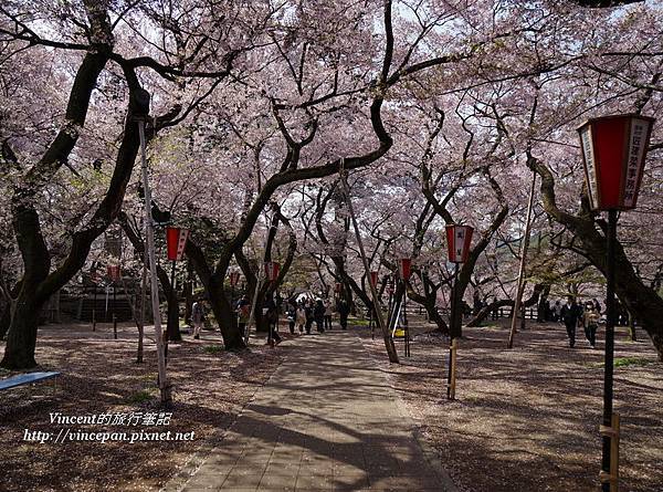 本丸旁櫻花 步道