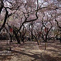 本丸旁櫻花 步道