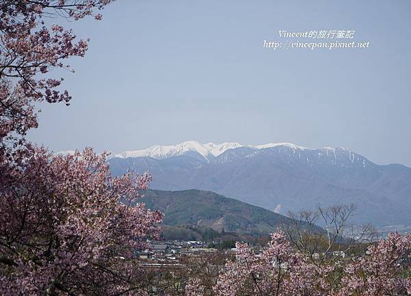 櫻花 阿爾卑斯山