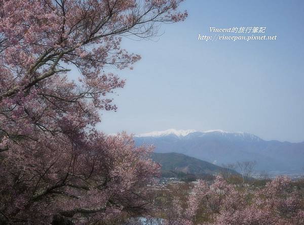 高遠城址櫻花 阿爾卑斯山朦朧