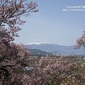 高遠城址櫻花 阿爾卑斯山1