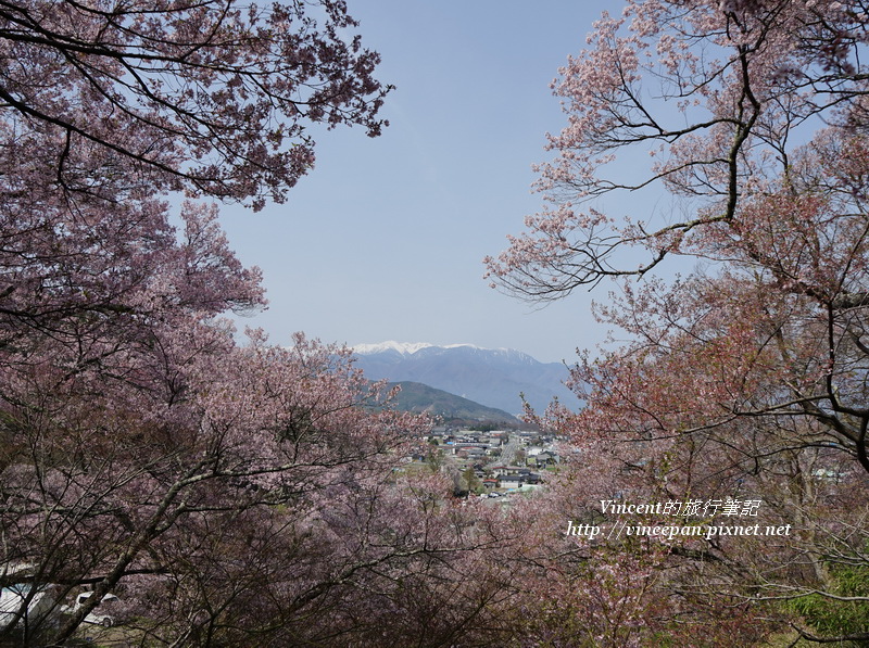 高遠城櫻花 阿爾卑斯山