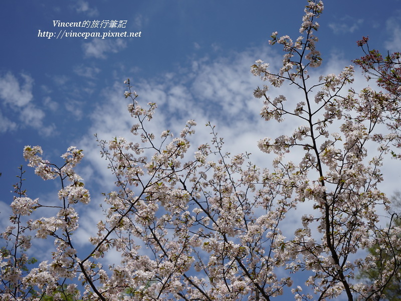 上田城 櫻花