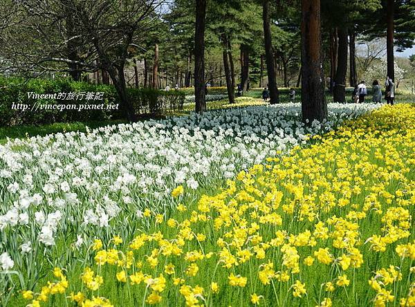 常陸海濱公園 黃白水仙花