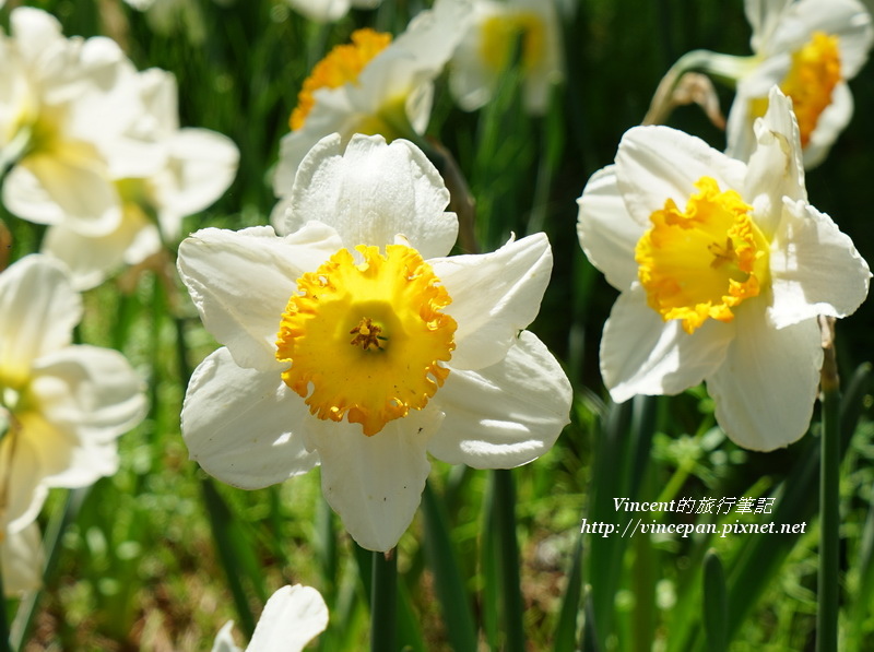 水仙花 黃白