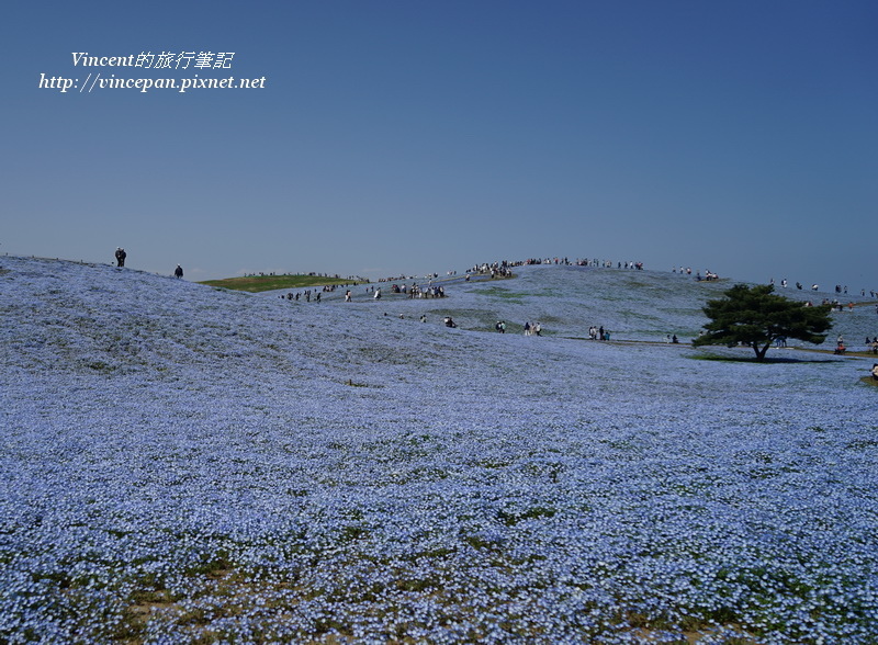 粉蝶花海 粉蝶花海