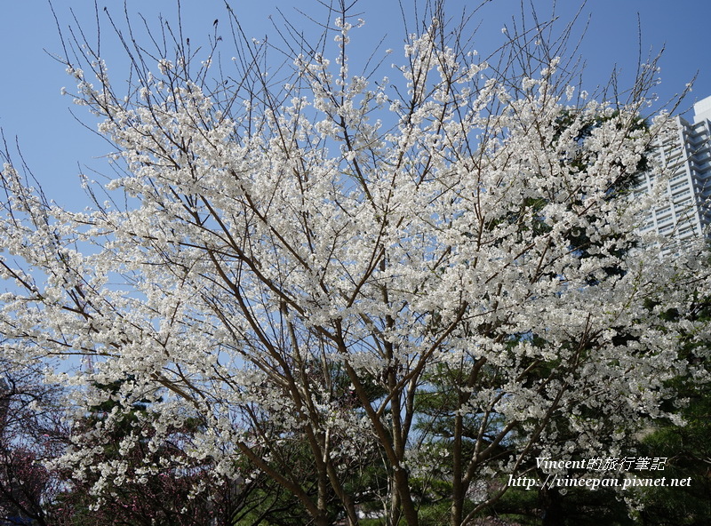 縮景園櫻花1