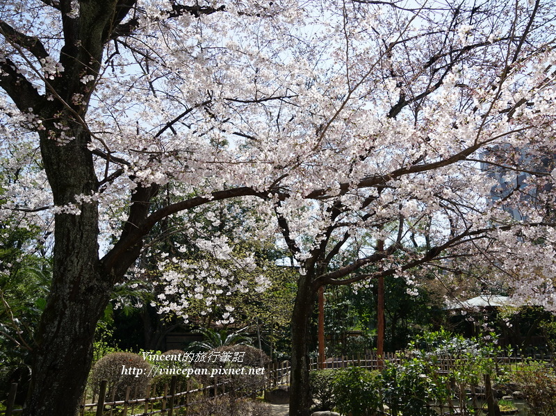 縮景園櫻花2