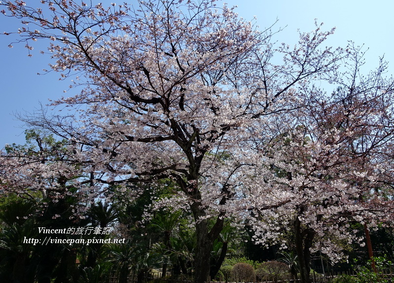 縮景園櫻花3