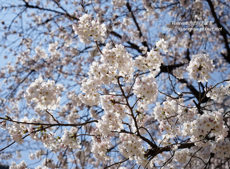 櫻花