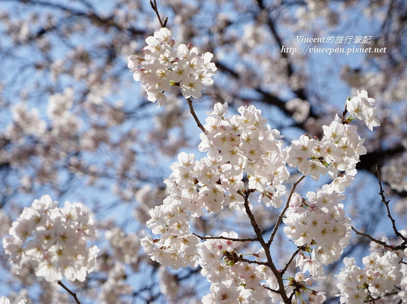 櫻花 sky